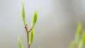 Hackberry. Branches of bird cherry in early spring with young leaves and buds. Prunus padus. Close up. Royalty Free Stock Photo