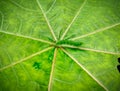 Hackberry Emperor - Asterocampa celtis - on the beautiful green leaf