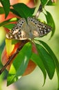 Hackberry Emperor Butterfly (Asterocampa Celtis)