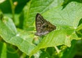 Hackberry Emperor Butterfly