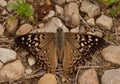 Hackberry Emperor