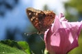 Hackberry Emperor on Rose of Sharon