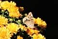 Hackberry Emperor Butterfly On Yellow Chrysanthemums