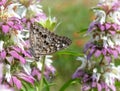 Hackberry Emperor on Wildflowers