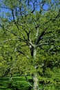 Hackberry Tree 52672