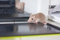 Hacker otak. hacking the computer system. rat on the keyboard Royalty Free Stock Photo