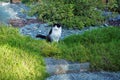 Hackly black and whit cat sitting on meadow Royalty Free Stock Photo