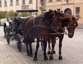 Hackney Horses Royalty Free Stock Photo