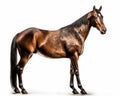 Hackney show horse isolated on white background. Generative AI Royalty Free Stock Photo