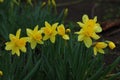 Bright yellow daffodils after rain