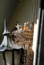 Birds Nest with Four Baby Robins Mouth Agape Royalty Free Stock Photo