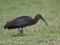 Hadaba ibis, Bostrychia hagedash