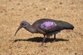 Hadada or Hadeda Ibis Royalty Free Stock Photo