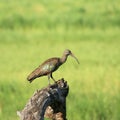 Hadada ibis Royalty Free Stock Photo