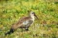 Hadada Ibis bird Royalty Free Stock Photo