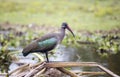 Hadada Ibis bird