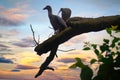 Hadada Ibis birds perched on a tree branch Royalty Free Stock Photo