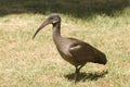 Hadada Ibis (Bostrychia Hagedash) Royalty Free Stock Photo