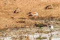 Hadada ibis Bostrychia hagedash, also called hadeda and African sacred ibis Threskiornis aethiopicus , Queen Elizabeth Nationa