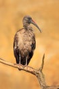 Hadada Ibis, Bostrychia hagedash, bird with long bill sitting on the branch, in the nature habitat, Kenya. Rare bird from nature.
