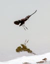 Hadada ibis Bostrychia hagedash about to land in the water