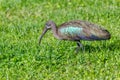 Hadada Ibis - Bostrychia hagedash Royalty Free Stock Photo