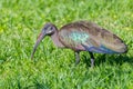 Hadada Ibis - Bostrychia hagedash