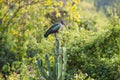 Hadada Ibis - Hagedahia hagedash - Bird Royalty Free Stock Photo