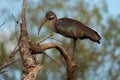 Hadada Ibis Kenya East Africa Royalty Free Stock Photo