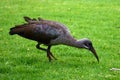 Hadada Ibis, Kirstenbosch Botanical Garden, South Africa