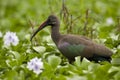 Hadada Ibis Royalty Free Stock Photo