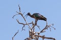 hadada ibis perched in tree Royalty Free Stock Photo
