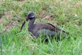 Hadada ibis, Queen Elizabeth National Park, Uganda Royalty Free Stock Photo