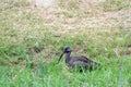 Hadada ibis, Queen Elizabeth National Park, Uganda Royalty Free Stock Photo