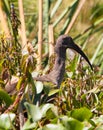 An Hadada Ibis in the swamps Royalty Free Stock Photo