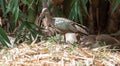 Hadada ibis walking through garden Royalty Free Stock Photo