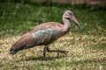 Hadada ibis walking on grass