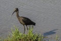 Hadada ibis & x28;Bostrychia hagedash& x29; Royalty Free Stock Photo