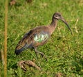 A Hadadah Ibis walks in a grassy swamp in Uganda