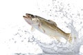 Haddock fish jumping out of water isolated on white background