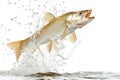 Haddock fish jumping out of water isolated on white background