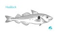 Haddock hand-drawn illustration