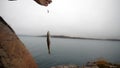 Haddock on a rod on sea fishing in Scandinavia