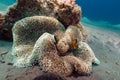 Haddon s anemone (stichodactyla haddoni) in the Red Sea. Royalty Free Stock Photo