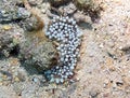 A Haddons Anemone Stichodactyla haddoni in the Red Sea