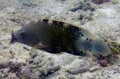 A Haddons Anemone Stichodactyla haddoni in the Red Sea