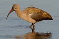 Hadeda Ibis Royalty Free Stock Photo