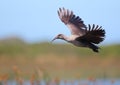 Hadeda Ibis Royalty Free Stock Photo