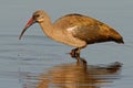 Hadeda Ibis Royalty Free Stock Photo