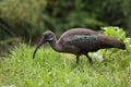 Hadeda ibis Royalty Free Stock Photo